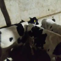 فروش گوساله