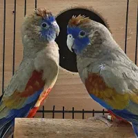 طوطی سانان|پرنده|تهران, آسمان|دیوار