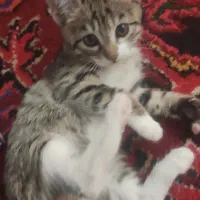 فروش گربه تربیت شده
