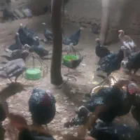 بوقلمون محلی