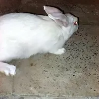 خرگوش بازیگوش