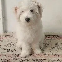 پودل کراس
