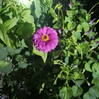 کاه عدس و کاه نخود