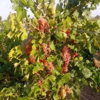 فروش-باغ-انگور-در-شهر-تاکستان