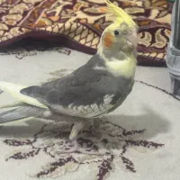 عروس هلندی ۴ ماهه|پرنده|ابهر, |دیوار