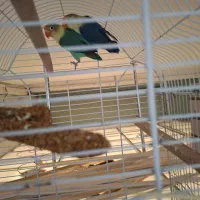 هلندی و برزیلی رنگ