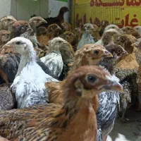 جوجه درجه یک ۹۰ روزه