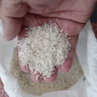 برنج هاشمی درجه یک گیلان لنگرود