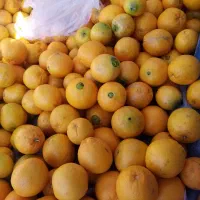 پرتغال تامسون