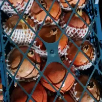 اجاره باغ انار|خدمات باغبانی و درختکاری|سیدان, |دیوار