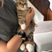 بچه گربه چهارماهه