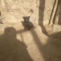 توله بیسدی نر