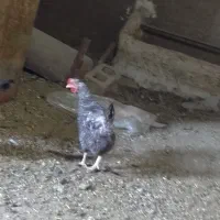 فروش مرغ تخمگذار|حیوانات مزرعه|ازنا, |دیوار