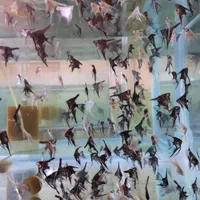 کالر پلاتی زبرا آنجل|ماهی|پاکدشت, پاکدشت (مامازند)|دیوار