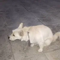 سگ پاکوتاه|سگ|یزدان شهر, |دیوار