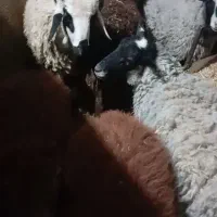 12عددبره از30کیلو تا40کیلو|حیوانات مزرعه|نجفآباد, طالقانی|دیوار