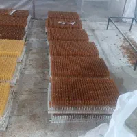 جهت بسته بندی نبات نیاز به چند خانم داریم