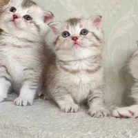 اسکاتیش دختر پسر