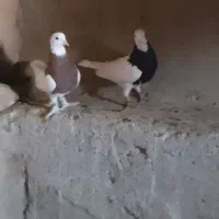 جفت طوقی نر|پرنده|زهک, |دیوار