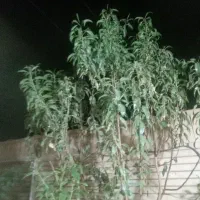 علوفه فروشی برای گاوداری  پر از بلال ذرت مخصوص غنی