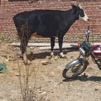 گاوقصر هیکل بزرگ مناسب نگه داری