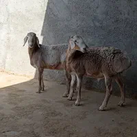 بره نر قوچی و ماده داشتی چینی قندوزی تربت جام|حیوانات مزرعه|بیرجند, |دیوار