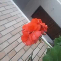 ویلا-1000مترسراوان-سنگربدون-واسطه-ودلال-جاده-تهران