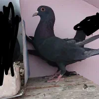 کلاغ ماده|پرنده|رفسنجان, |دیوار