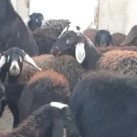 گوسفند قرقزل وقرچال