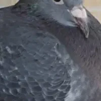 پرنده پلاکی