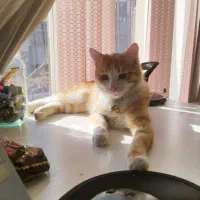 گربه واگذاری