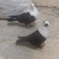 کلاغ. کفتر.کربلایی|پرنده|مشهد, کشف|دیوار