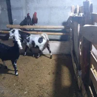 بز پاکستانی|حیوانات مزرعه|زاوه, |دیوار