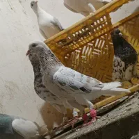 کفتر