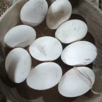 تخم قوقاز و غاز نطفه دار