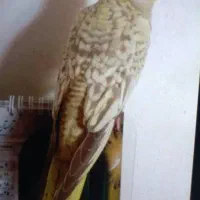 عروس هلندی گم ده