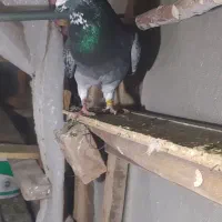 مگسی نر چاپی