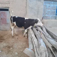 تلیسه پای کل با گوساله