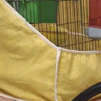 کوتوله برزیلی