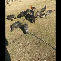 بوقلمون ۸ ماهه