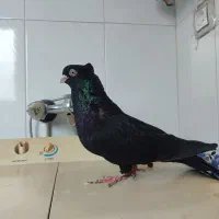 سلام چند جفت کفتر بفروش میرسد|پرنده|میاندوآب, |دیوار