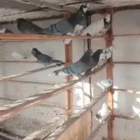 کبوتر|پرنده|کوهدشت, |دیوار