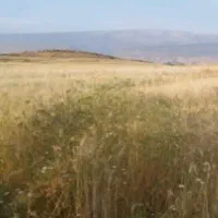 زمین کشاورزی