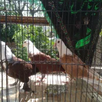 ۸ عدد آلمانی و رنگی ۱۵۰۰