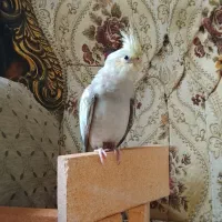 پرنده|پرنده|تهران, قیام|دیوار