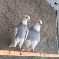 طوقی سینه آبی