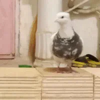 طوقی نر|پرنده|کرمانشاه, |دیوار