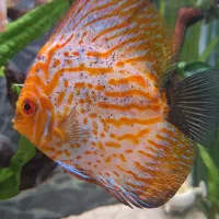 دیسکس بزرگ وسر حال .