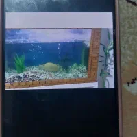 آکواریوم شیک|ماهی|لاهیجان, شهرک جانبازان|دیوار