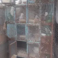 جفتکن کفتر کبوتر|لوازم جانبی حیوانات|گرمسار, |دیوار